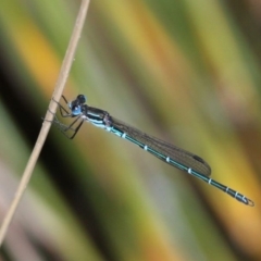 Austrolestes psyche (Cup Ringtail) at ANBG - 30 Nov 2019 by HarveyPerkins