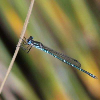 Austrolestes psyche (Cup Ringtail) at Acton, ACT - 1 Dec 2019 by HarveyPerkins