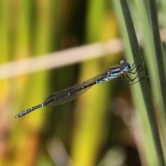 Austrolestes psyche at Acton, ACT - 1 Dec 2019