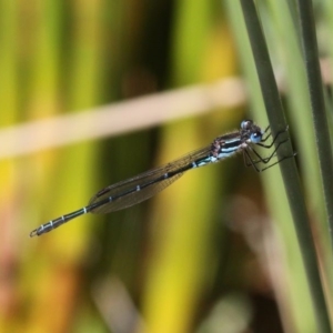 Austrolestes psyche at Acton, ACT - 1 Dec 2019