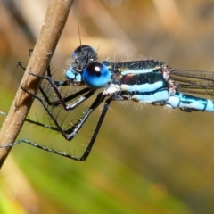 Austrolestes psyche at Acton, ACT - 1 Dec 2019