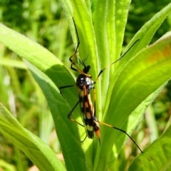 Gynoplistia (Gynoplistia) bella (A crane fly) at Acton, ACT - 1 Dec 2019 by HarveyPerkins