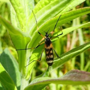 Gynoplistia (Gynoplistia) bella at Acton, ACT - 1 Dec 2019