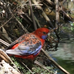 Platycercus elegans (Crimson Rosella) at ANBG - 1 Dec 2019 by HarveyPerkins