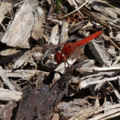 Diplacodes haematodes (Scarlet Percher) at Acton, ACT - 1 Dec 2019 by HarveyPerkins