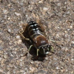 Bembix sp. (genus) (Unidentified Bembix sand wasp) at Acton, ACT - 1 Dec 2019 by HarveyPerkins
