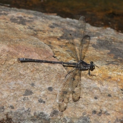 Austroargiolestes icteromelas (Common Flatwing) at Acton, ACT - 1 Dec 2019 by HarveyPerkins