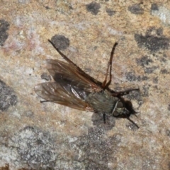 Anabarhynchus sp. (genus) (Stiletto Fly (Sub-family Therevinae)) at ANBG - 30 Nov 2019 by HarveyPerkins