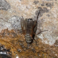 Anabarhynchus sp. (genus) at Acton, ACT - 1 Dec 2019 10:22 AM