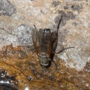 Anabarhynchus sp. (genus) at Acton, ACT - 1 Dec 2019