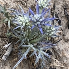 Eryngium ovinum (Blue Devil) at Goorooyarroo NR (ACT) - 6 Dec 2019 by Jubeyjubes