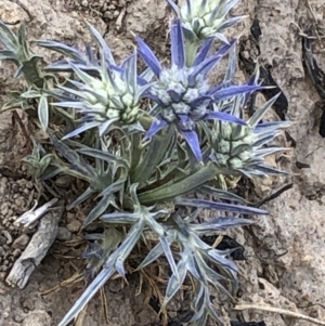 Eryngium ovinum at Amaroo, ACT - 7 Dec 2019 10:39 AM