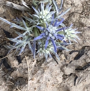 Eryngium ovinum at Amaroo, ACT - 7 Dec 2019 10:39 AM