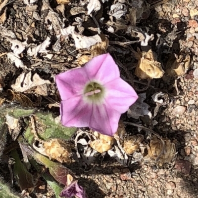 Convolvulus angustissimus subsp. angustissimus (Australian Bindweed) at Goorooyarroo NR (ACT) - 7 Dec 2019 by Jubeyjubes