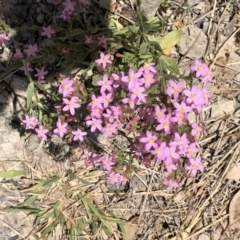 Centaurium tenuiflorum (Branched Centaury) at Goorooyarroo NR (ACT) - 7 Dec 2019 by Jubeyjubes