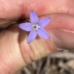 Wahlenbergia sp. (Bluebell) at Goorooyarroo NR (ACT) - 7 Dec 2019 by Jubeyjubes