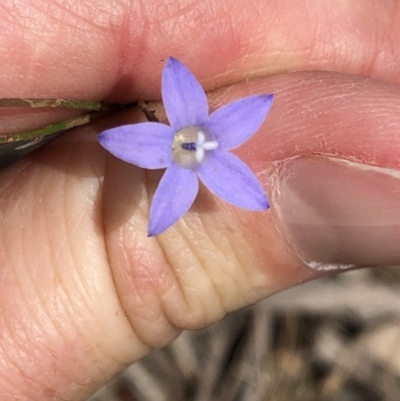 Wahlenbergia sp. (Bluebell) at Amaroo, ACT - 7 Dec 2019 by Jubeyjubes