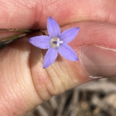 Wahlenbergia sp. (Bluebell) at Amaroo, ACT - 7 Dec 2019 by Jubeyjubes