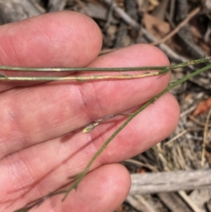 Wahlenbergia sp. at Amaroo, ACT - 7 Dec 2019 12:11 PM