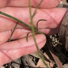 Wahlenbergia sp. at Amaroo, ACT - 7 Dec 2019 12:11 PM