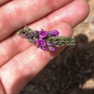 Cullen microcephalum at Amaroo, ACT - 7 Dec 2019 12:14 PM