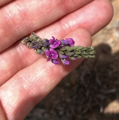 Cullen microcephalum (Dusky Scurf-pea) at Amaroo, ACT - 7 Dec 2019 by Jubeyjubes