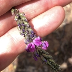 Cullen microcephalum at Amaroo, ACT - 7 Dec 2019 12:14 PM