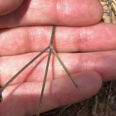 Cullen microcephalum at Amaroo, ACT - 7 Dec 2019