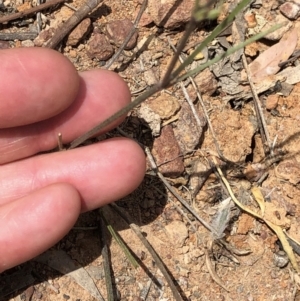 Cullen microcephalum at Amaroo, ACT - 7 Dec 2019 12:14 PM