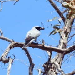 Coracina novaehollandiae (Black-faced Cuckooshrike) at Paddys River, ACT - 6 Dec 2019 by RodDeb