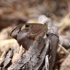 Heteronympha merope (Common Brown Butterfly) at Gigerline Nature Reserve - 6 Dec 2019 by RodDeb