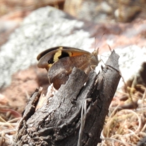 Heteronympha merope at Tennent, ACT - 6 Dec 2019