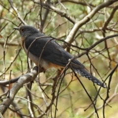 Cacomantis flabelliformis (Fan-tailed Cuckoo) at Gigerline Nature Reserve - 5 Dec 2019 by RodDeb