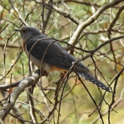 Cacomantis flabelliformis (Fan-tailed Cuckoo) at Gigerline Nature Reserve - 5 Dec 2019 by RodDeb