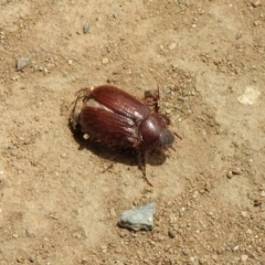 Melolonthinae (subfamily) (Cockchafer) at Tennent, ACT - 6 Dec 2019 by RodDeb