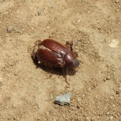 Melolonthinae sp. (subfamily) (Cockchafer) at Gigerline Nature Reserve - 5 Dec 2019 by RodDeb