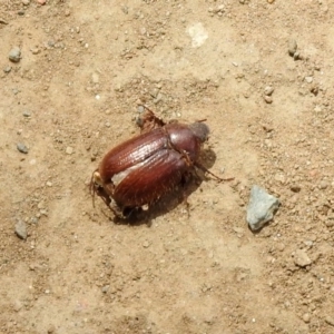 Melolonthinae sp. (subfamily) at Tennent, ACT - 6 Dec 2019