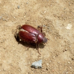 Melolonthinae (subfamily) at Tennent, ACT - 6 Dec 2019 10:47 AM