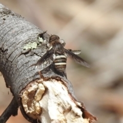 Villa sp. (genus) (Unidentified Villa bee fly) at Gigerline Nature Reserve - 6 Dec 2019 by RodDeb
