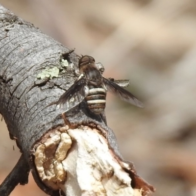 Villa sp. (genus) (Unidentified Villa bee fly) at Gigerline Nature Reserve - 6 Dec 2019 by RodDeb