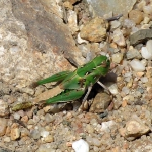 Oedaleus australis at Tennent, ACT - 6 Dec 2019 11:15 AM