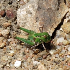 Oedaleus australis at Tennent, ACT - 6 Dec 2019 11:15 AM