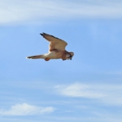 Falco cenchroides (Nankeen Kestrel) at Gigerline Nature Reserve - 5 Dec 2019 by RodDeb