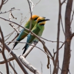 Merops ornatus (Rainbow Bee-eater) at Tennent, ACT - 6 Dec 2019 by RodDeb