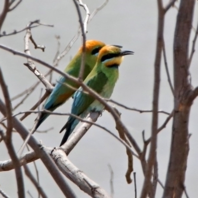 Merops ornatus (Rainbow Bee-eater) at Gigerline Nature Reserve - 6 Dec 2019 by RodDeb