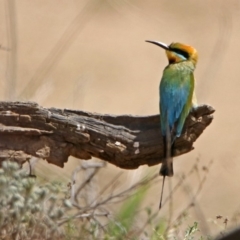 Merops ornatus at Tennent, ACT - 6 Dec 2019