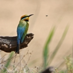 Merops ornatus at Tennent, ACT - 6 Dec 2019 11:03 AM