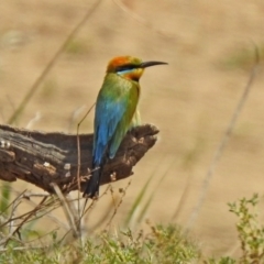 Merops ornatus at Tennent, ACT - 6 Dec 2019 11:03 AM