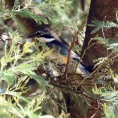 Todiramphus sanctus (Sacred Kingfisher) at Gigerline Nature Reserve - 6 Dec 2019 by RodDeb