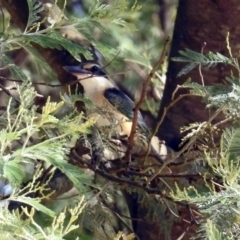 Todiramphus sanctus at Tennent, ACT - 6 Dec 2019